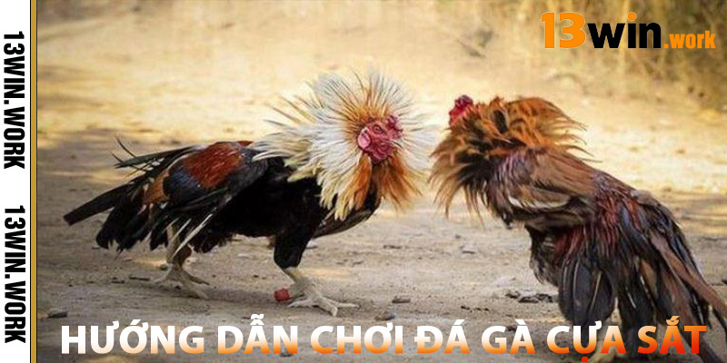 Đá Gà Cựa Sắt – Top Trường Gà Cựa Sắt Uy Tín Nhất 2025 1 Hướng Dẫn Chơi Đá Gà Cựa Sắt